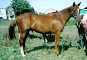 2003quarabgelding.jpg