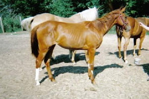 2004_quarab_filly.jpg