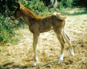 calber_2003colt.jpg