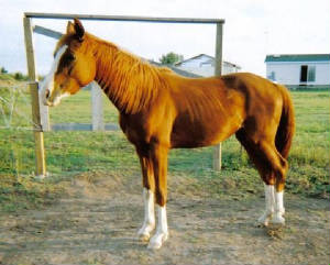 missy_2003_filly.jpg